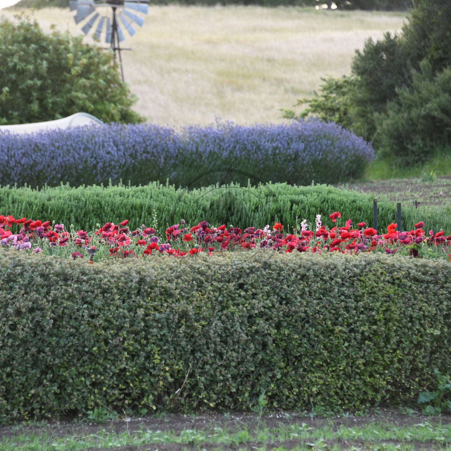 Hedge with red flowers, green shrubs, and a field in the background.