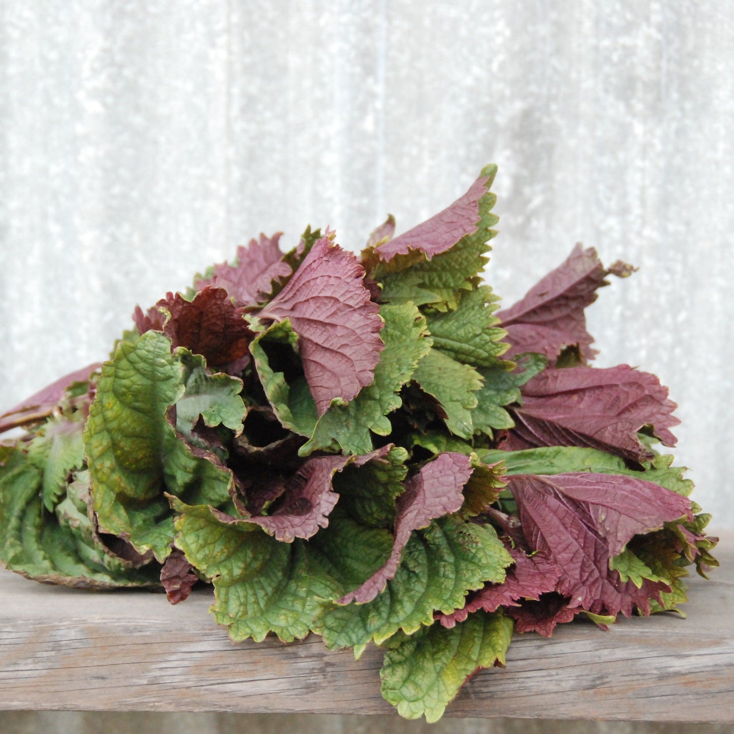 Bouquet of green and purple leaves on a wooden surface with a white textured background