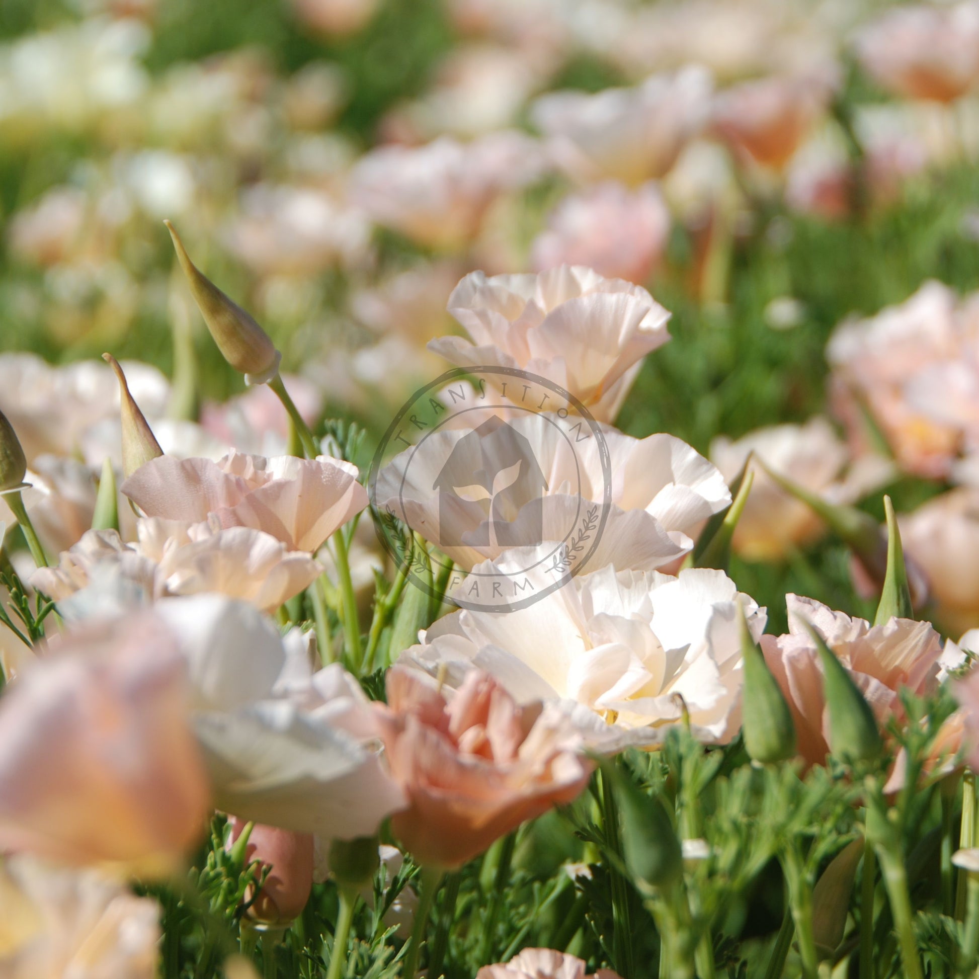 Field of pink flowers with a blurred background