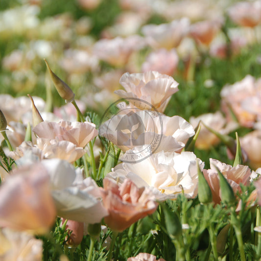 Field of pink flowers with a blurred background