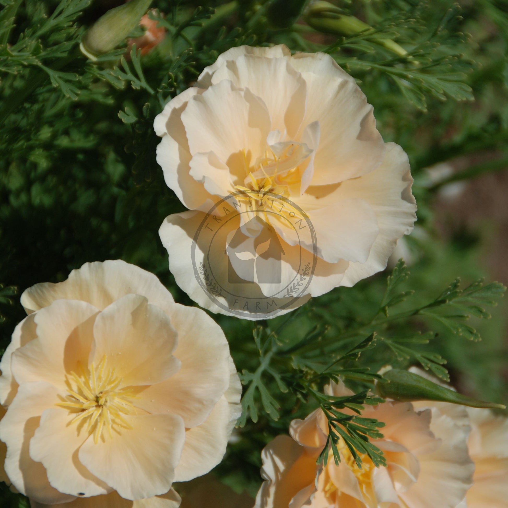 Close-up of light yellow flowers with green leaves in the background