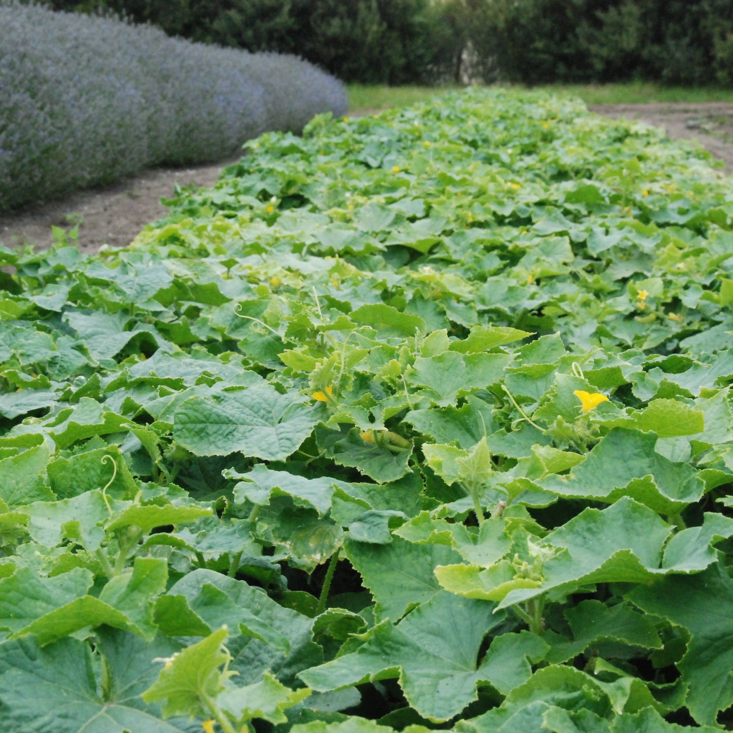 Silver slicer seed crop growing in a field with lavender in the background