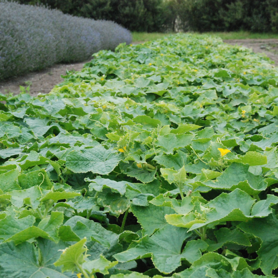Cucumber – Transition Farm