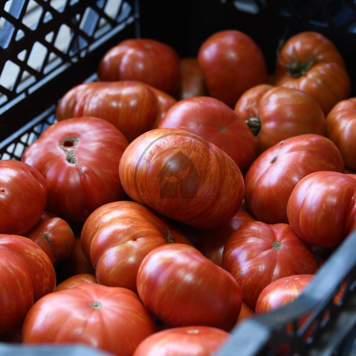 Black crate filled with red tomatoes
