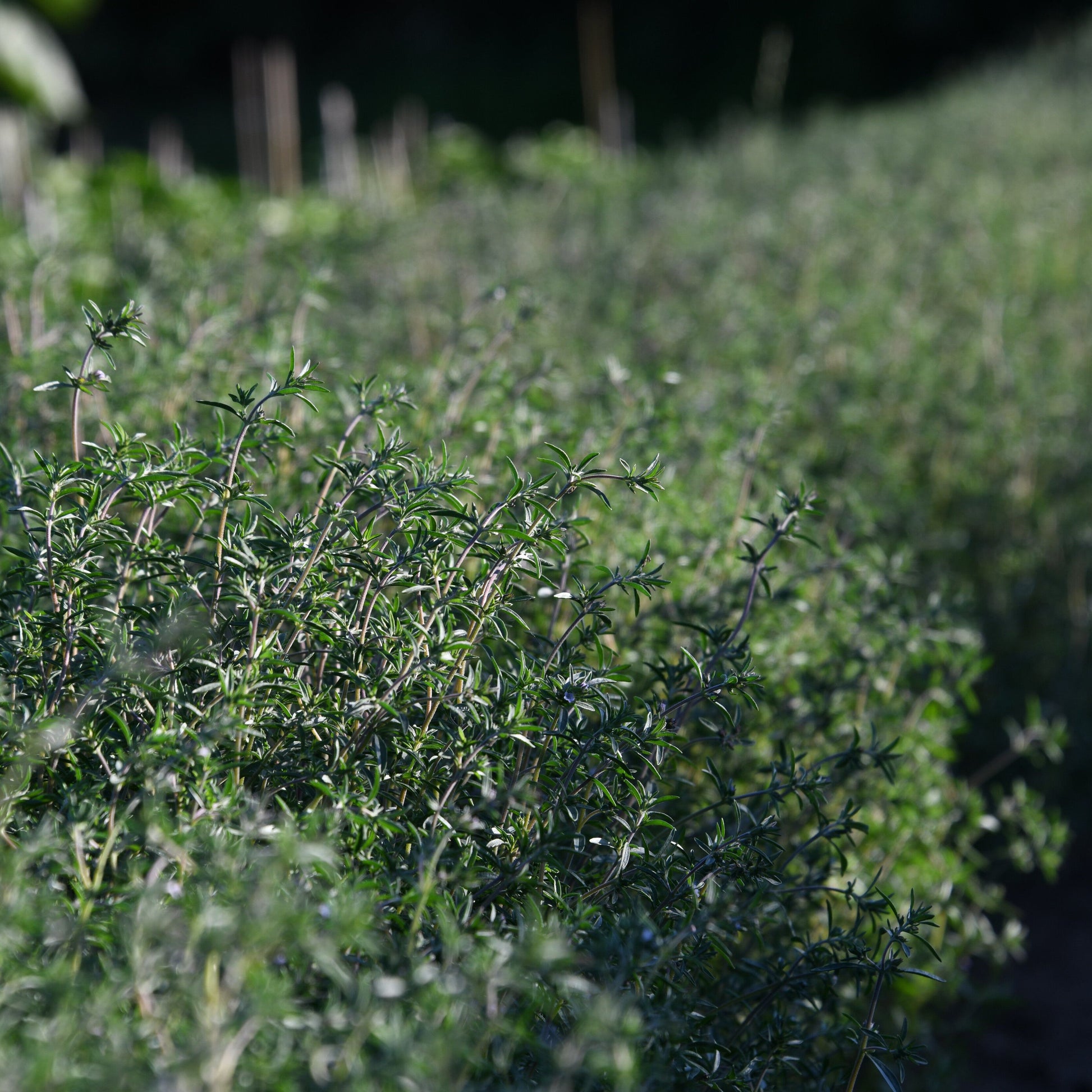 Row of young plants in a field with a blurred background