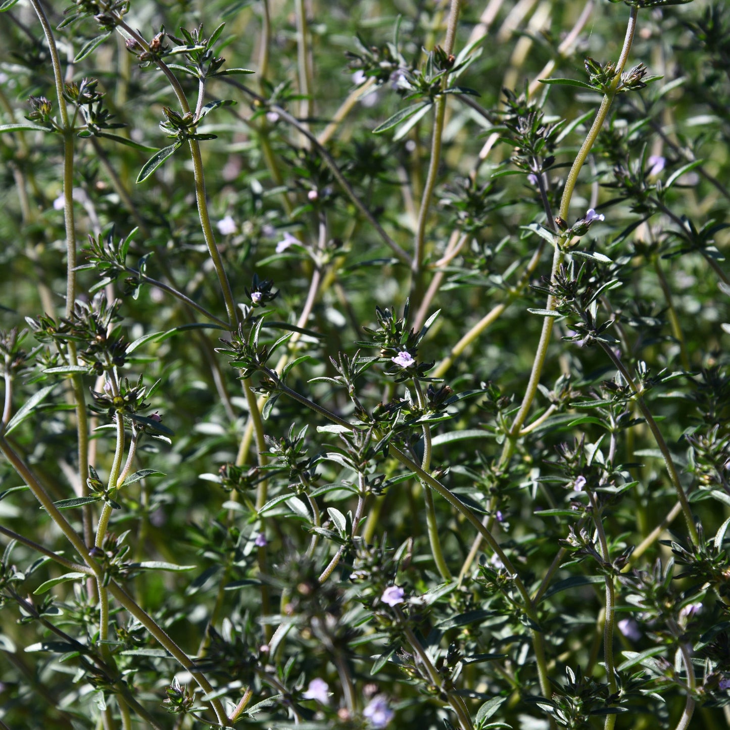 Close-up of a green plant with small flowers