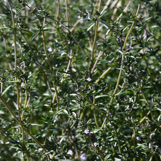 Close-up of a green plant with small flowers