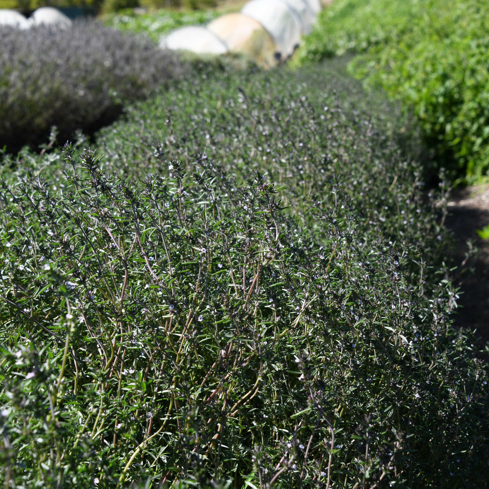 Row of green shrubs in a garden setting with a blurred background