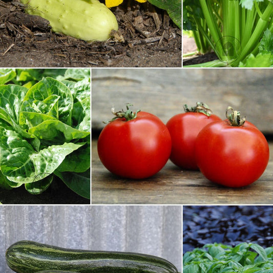 Collage of various heirloom vegetables including a cucumber, zucchini, tomatoes, and lettuce