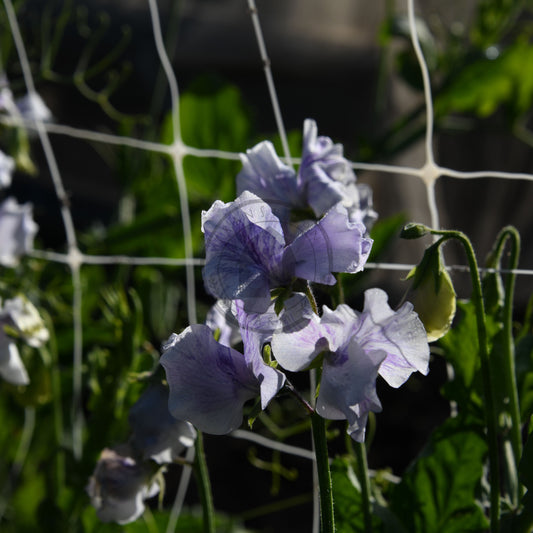 Purple flowers with green leaves in a garden setting, partially obscured by a wire fence.