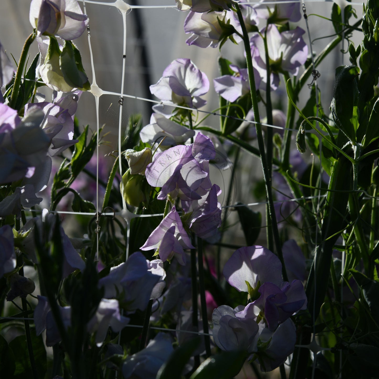 Close-up of purple flowers with a blurred background