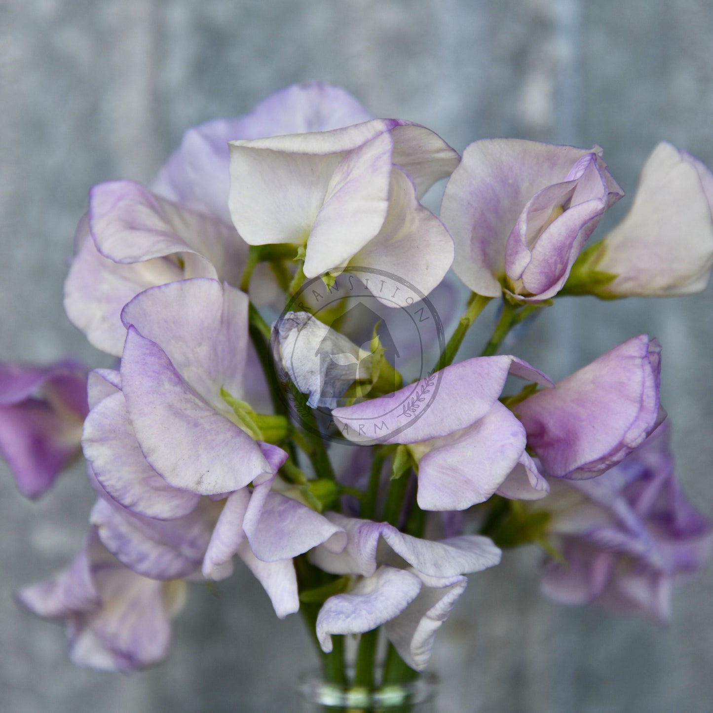 Sweet Pea 'High Scent'