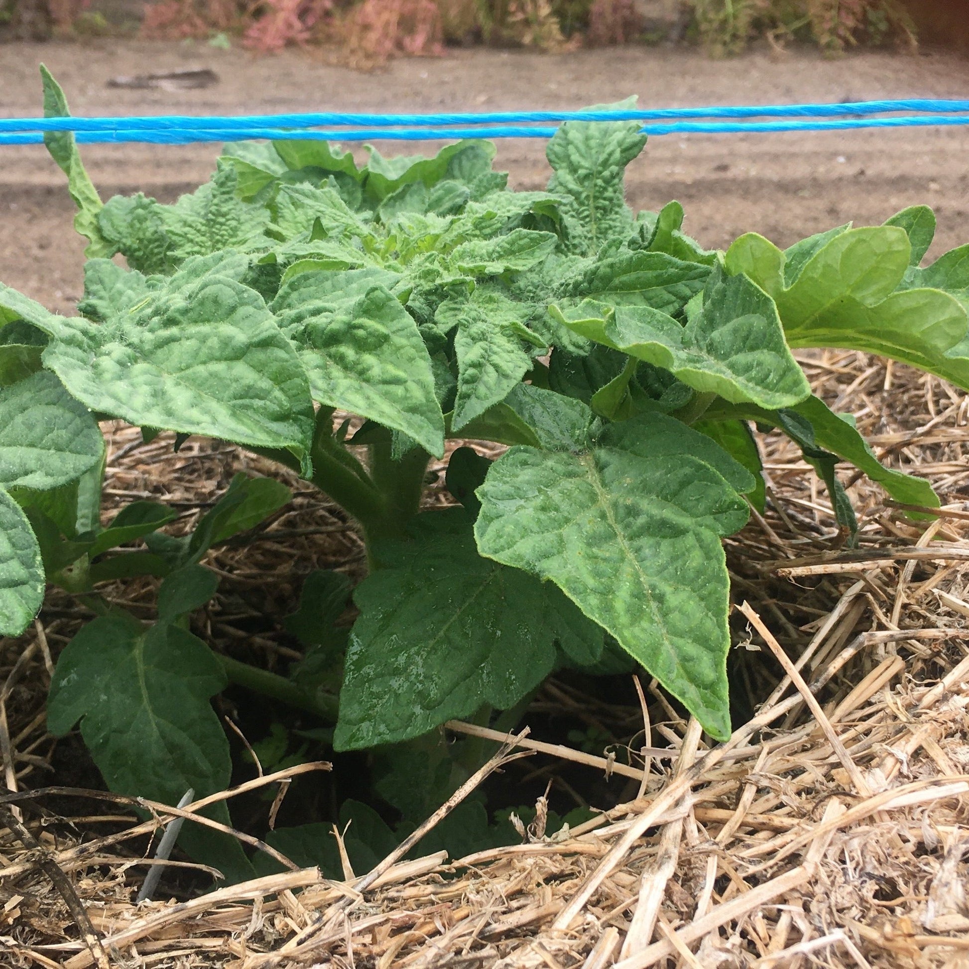 Young green plant growing on straw mulch in a field