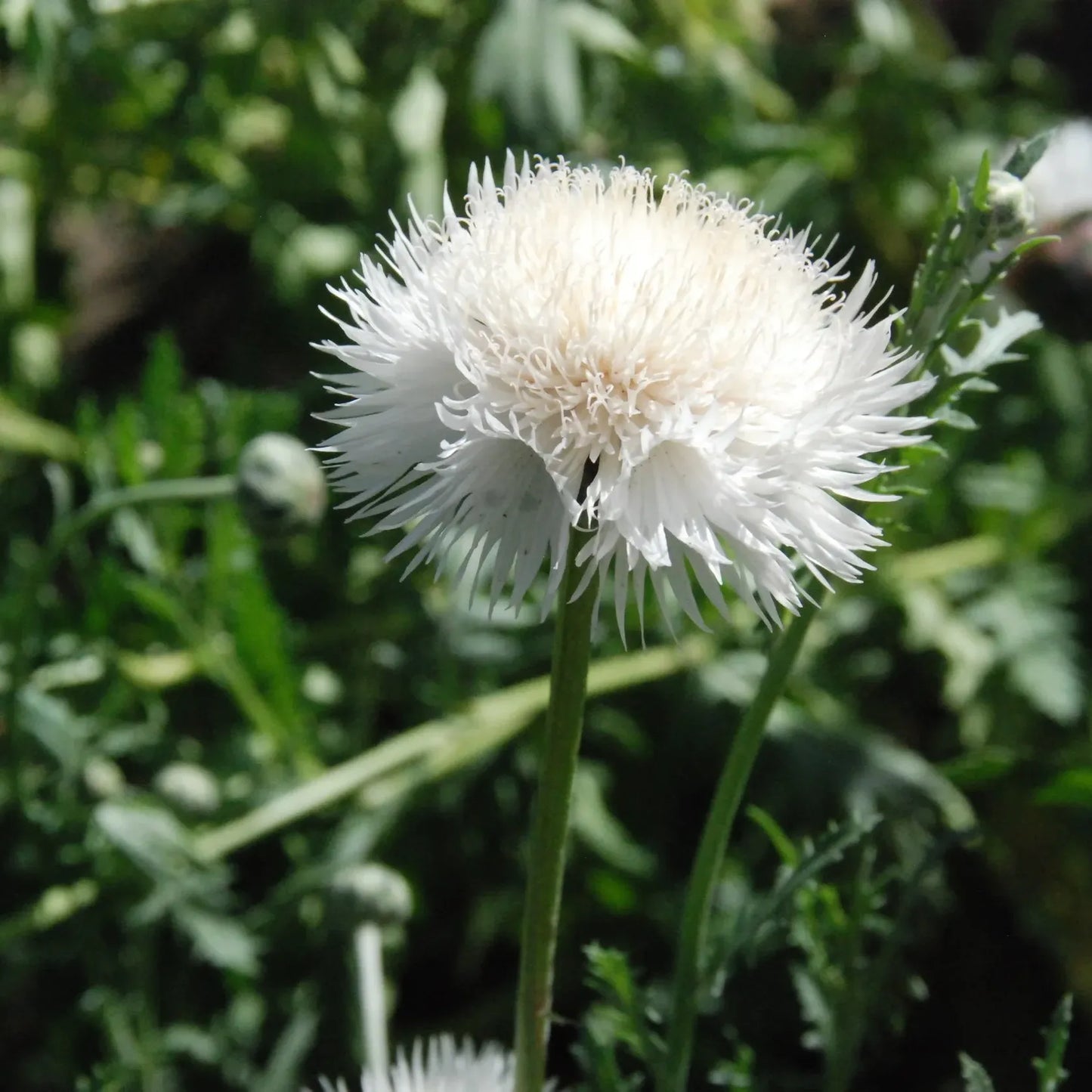 Sweet Sultan 'Imperial White Bride'