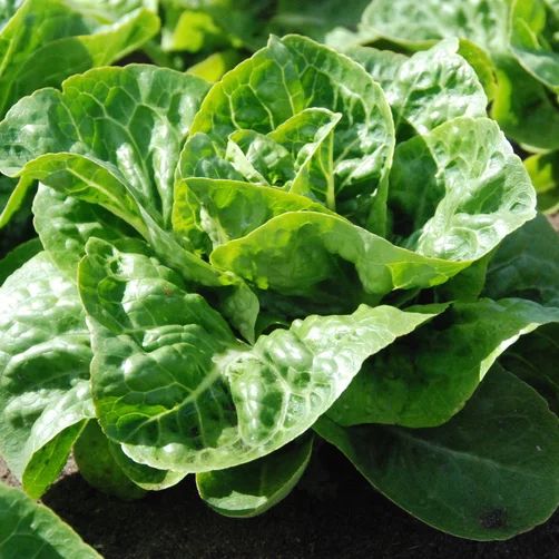 Summer Seeds Collection