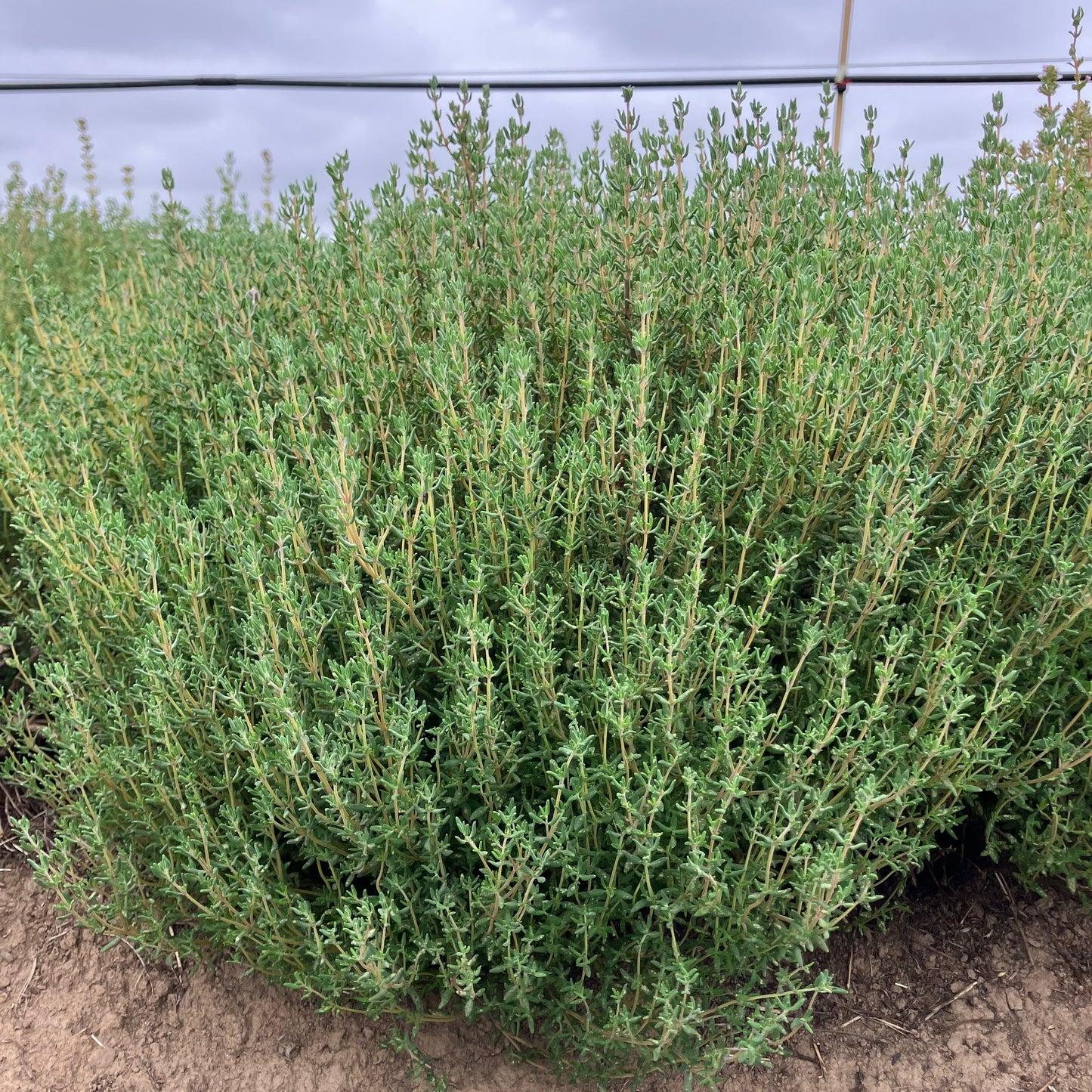 Thyme 'German Winter'