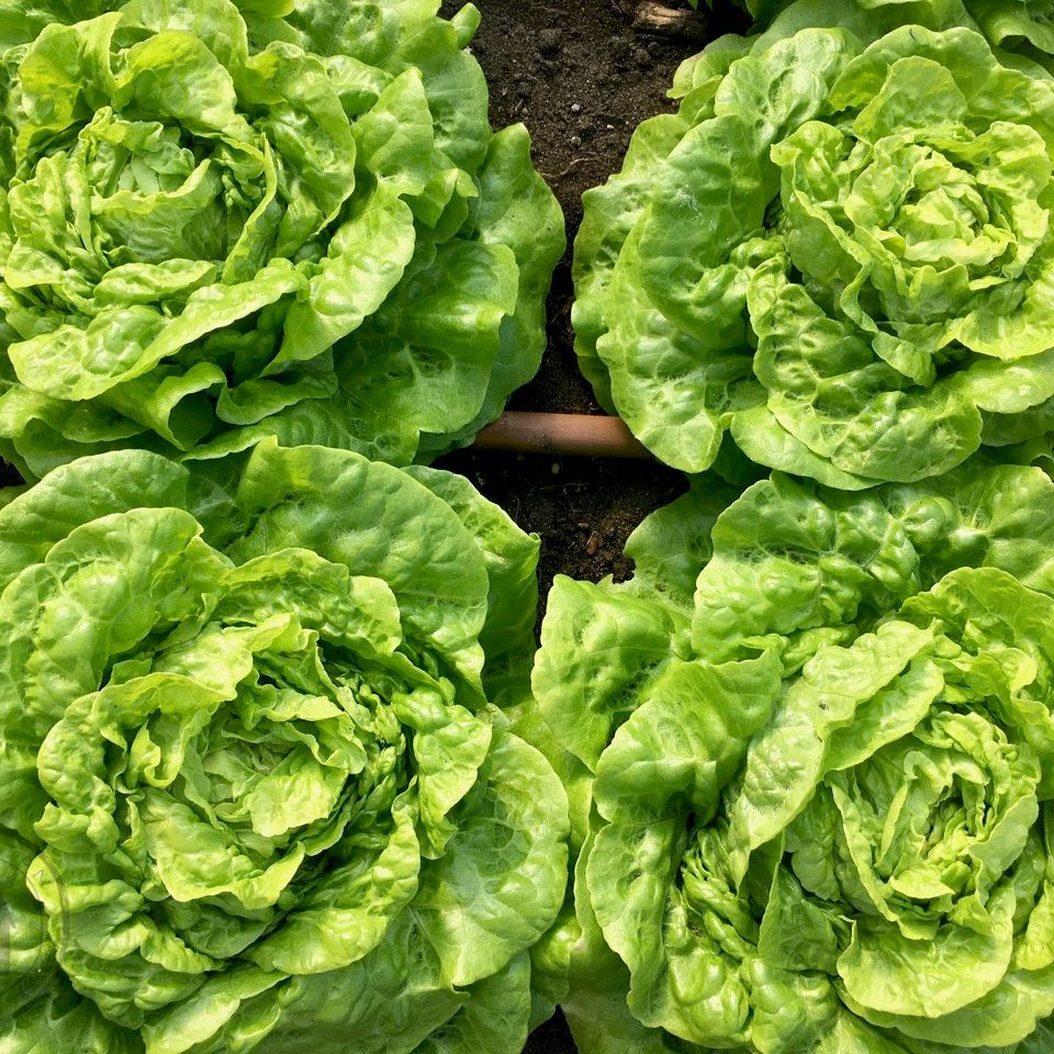 Close-up of green leafy lettuce plants growing in soil