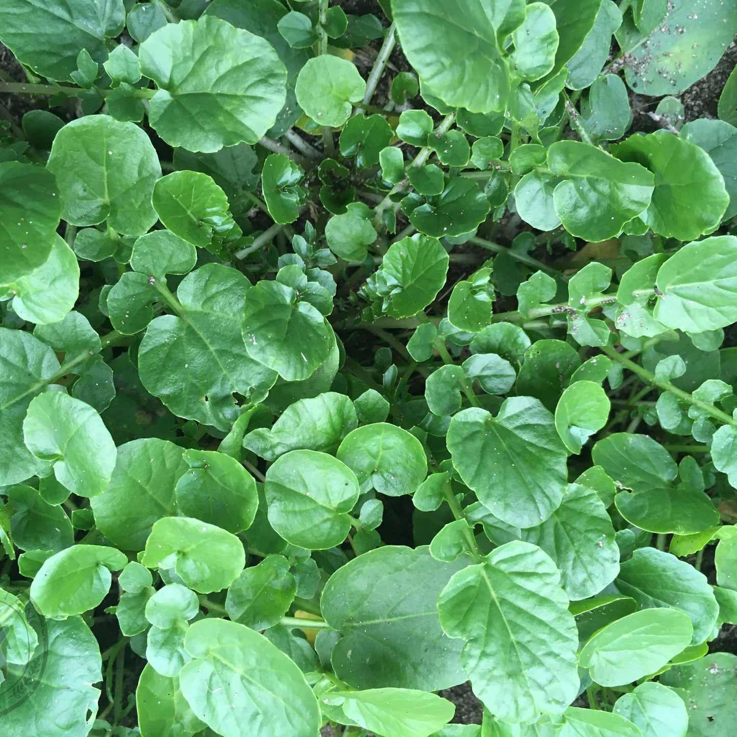 Close-up of green leafy plants