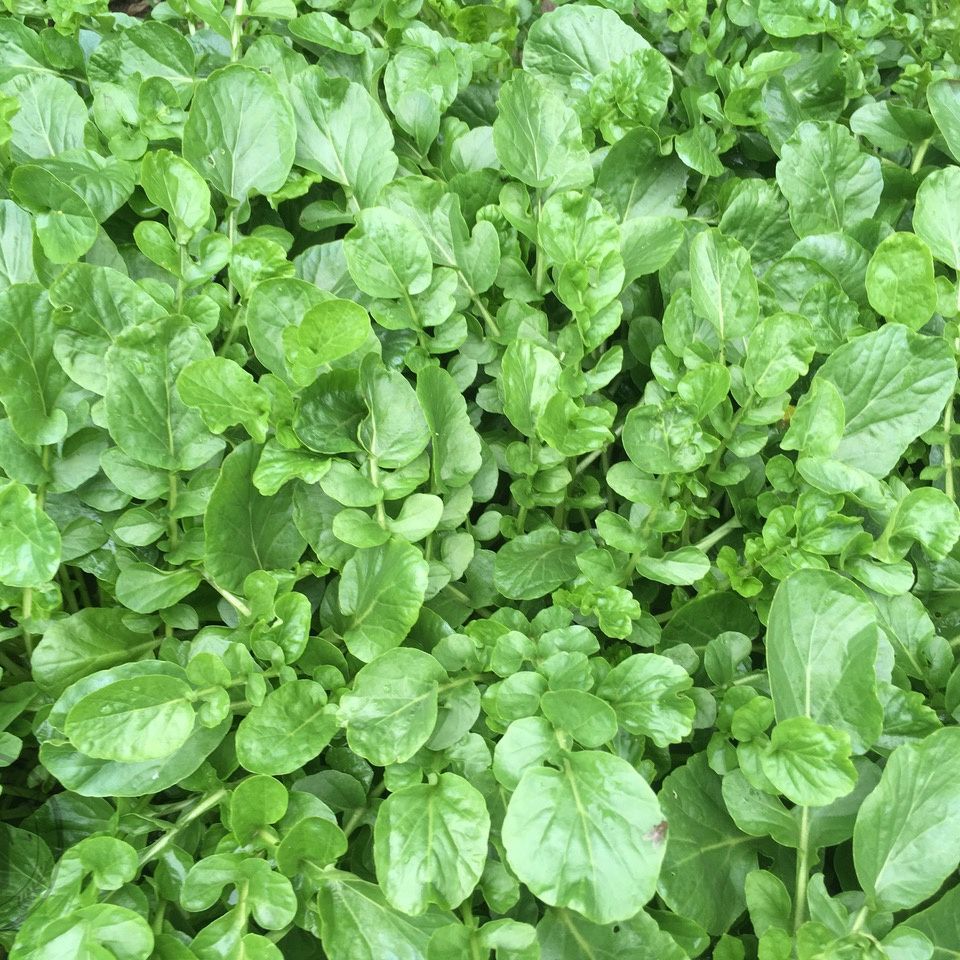 Cress 'Upland'