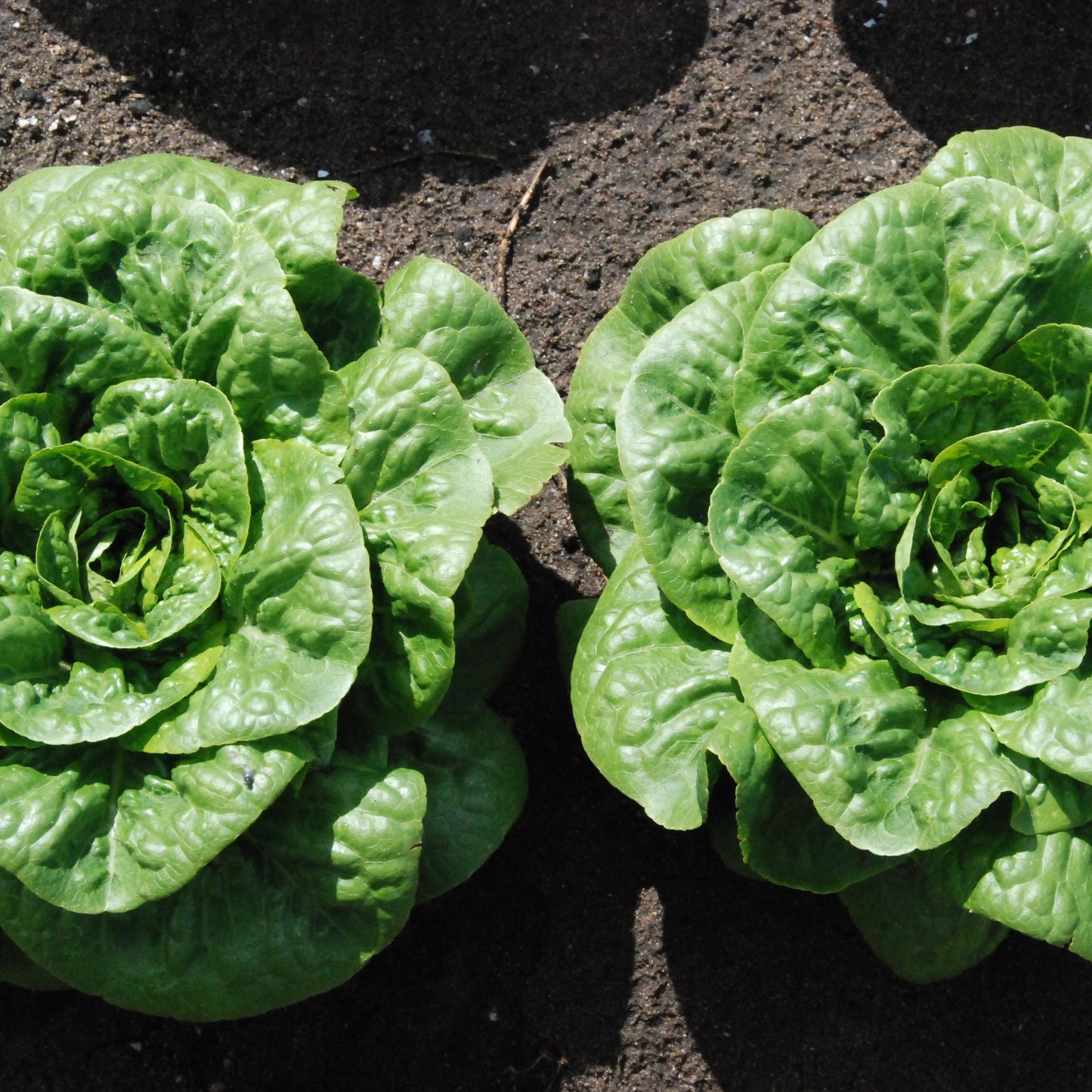 Two green leafy vegetables on a dark surface