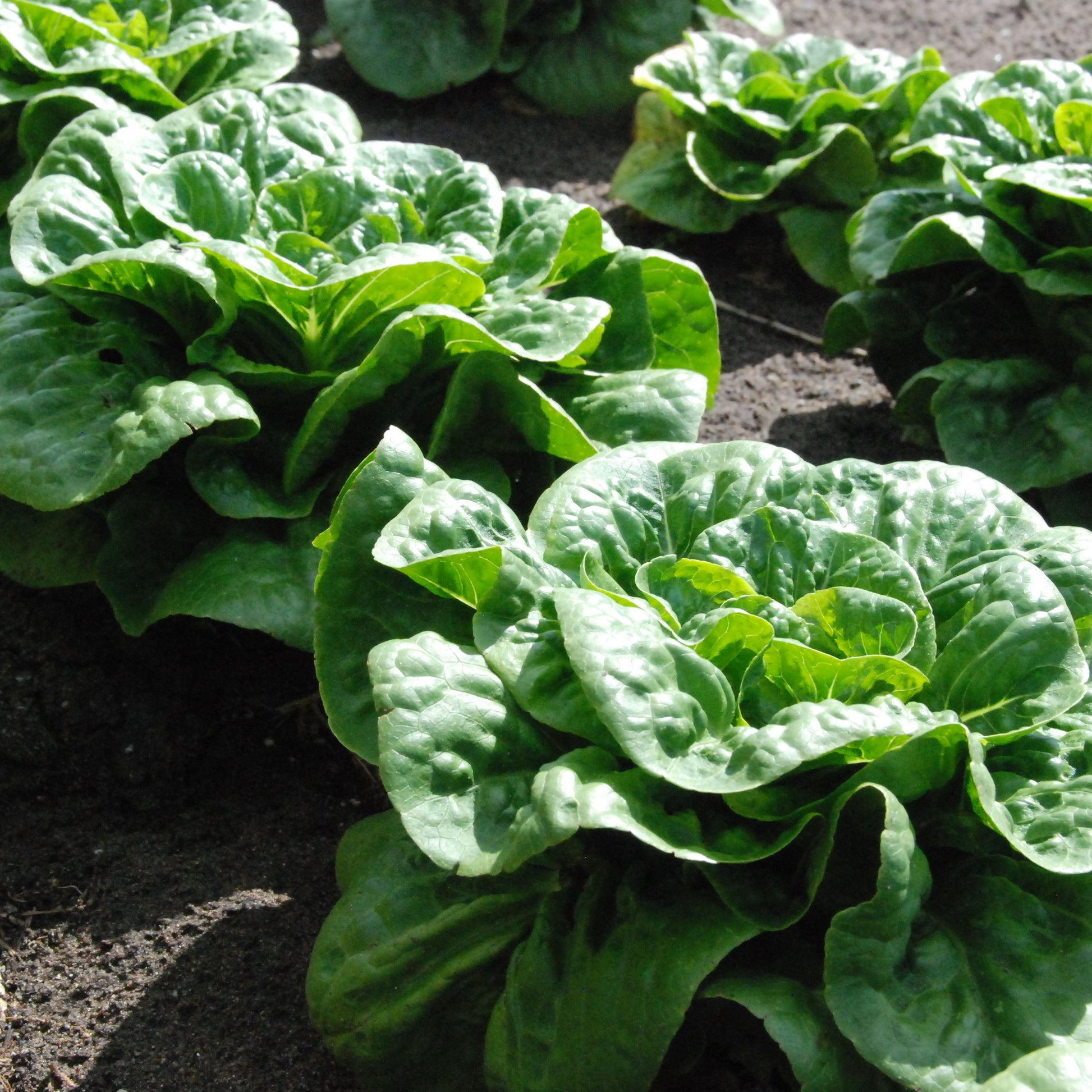 Row of green leafy vegetables growing in a garden bed
