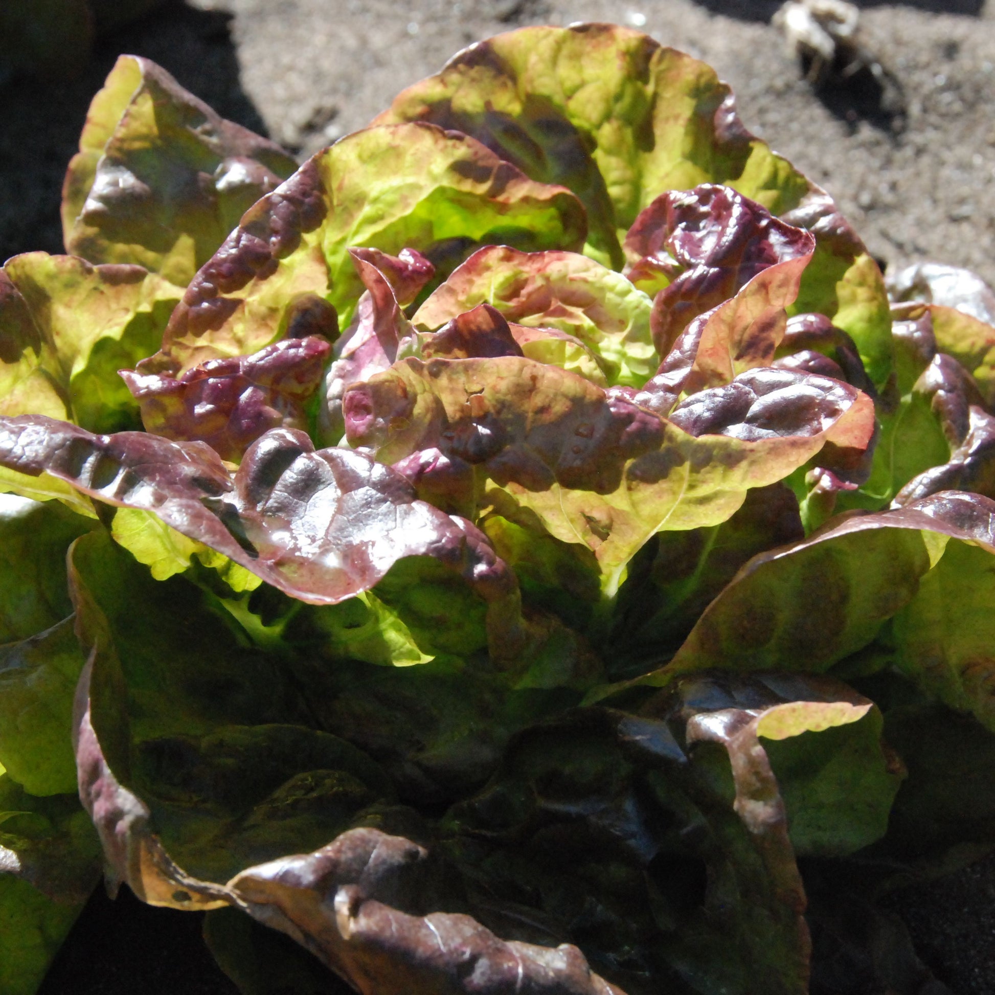 Green leafy lettuce plant growing outdoors on a sandy surface