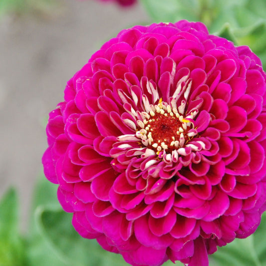 Close-up of a vibrant pink flower with a blurred green background