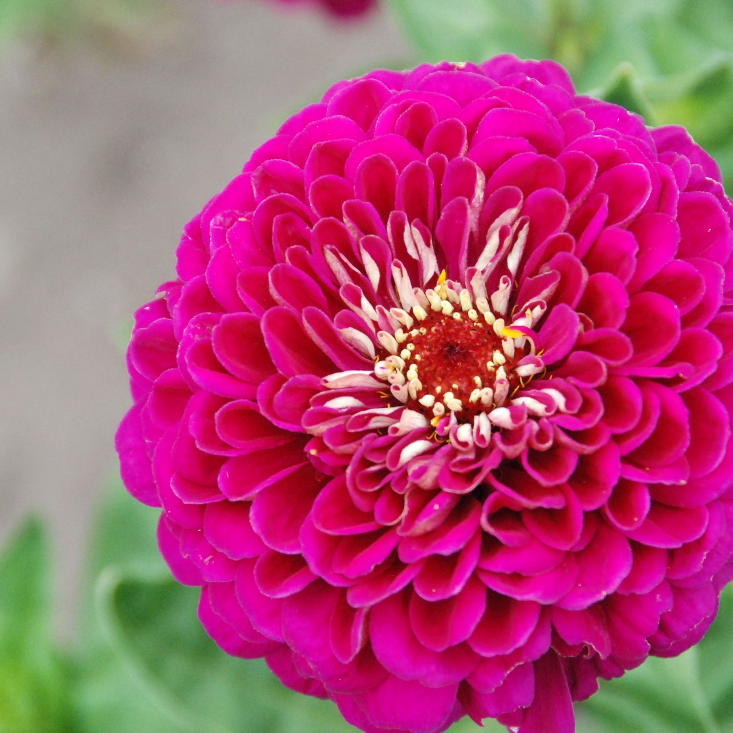 Close-up of a vibrant pink flower with a blurred green background