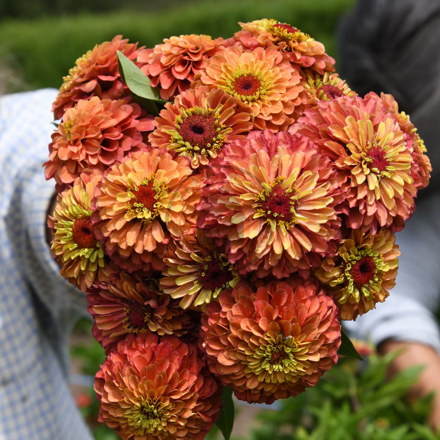 Bouquet of orange and yellow flowers held by a person in a garden setting