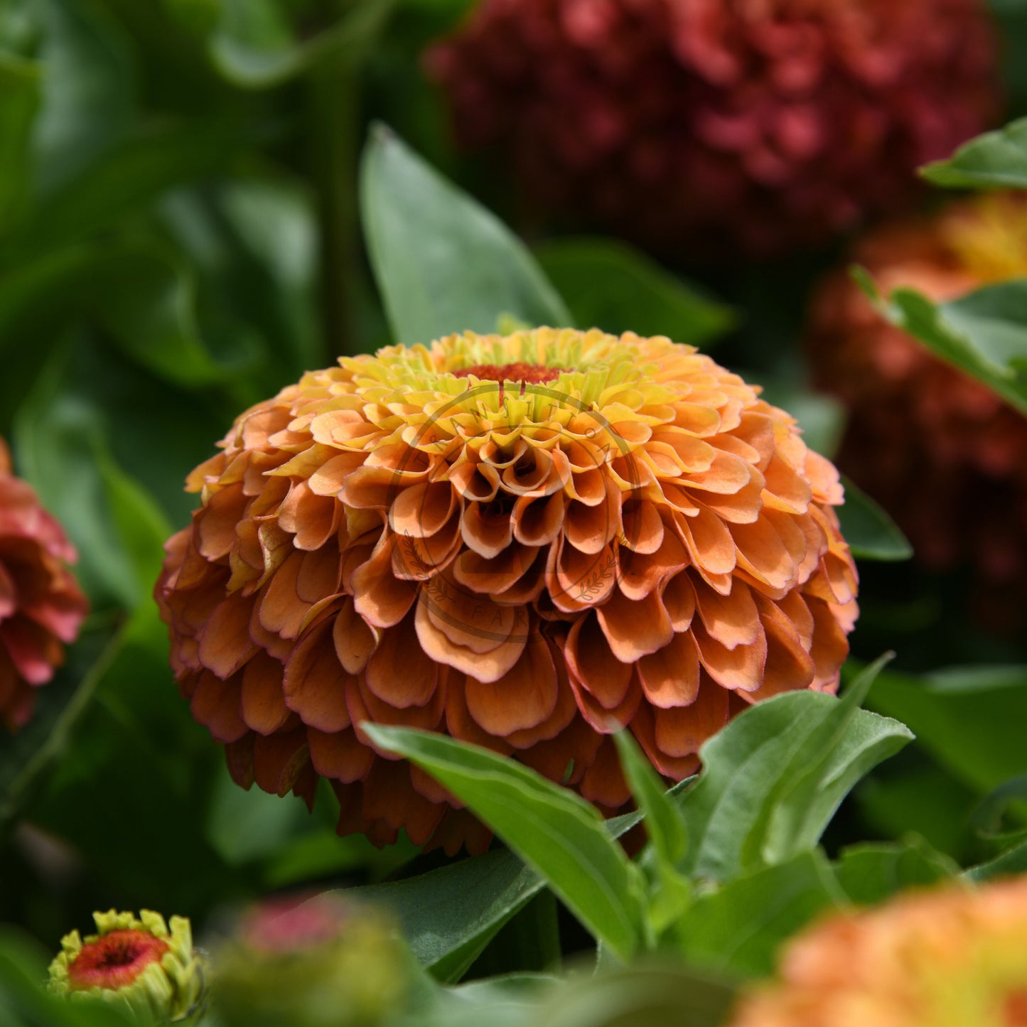 Close-up of a vibrant orange flower with green leaves in the background