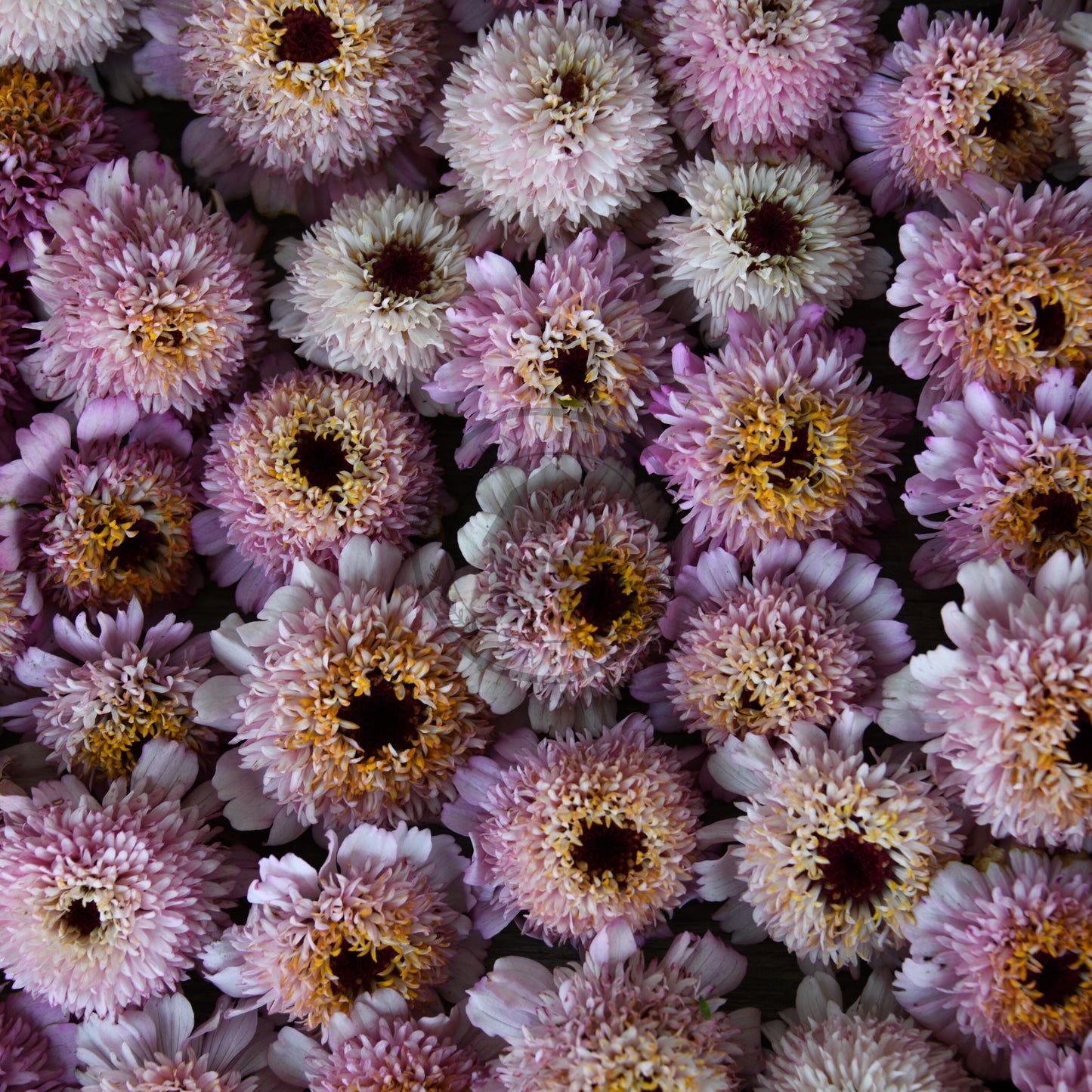 Close-up of a bouquet of pink and white flowers with brown centers.