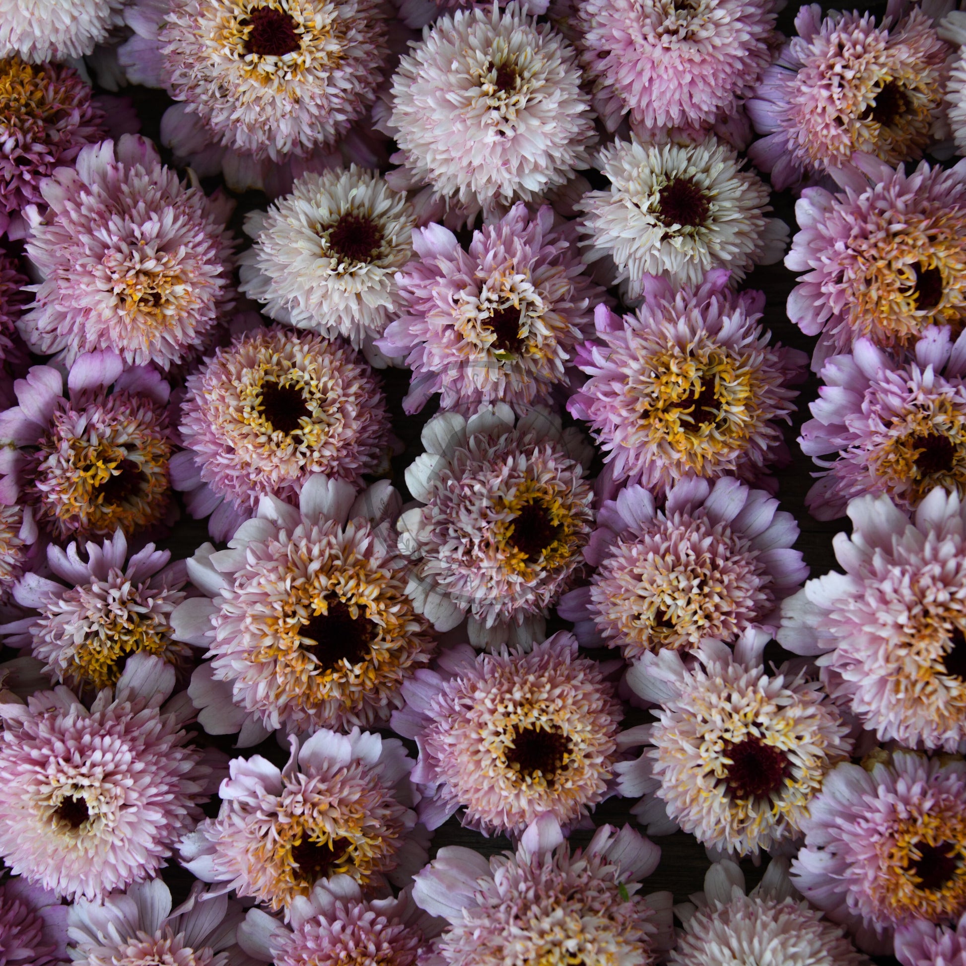 Close-up of a bouquet of pink and white flowers with brown centers.