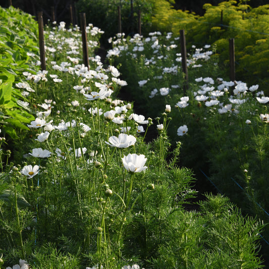 Cosmos 'Afternoon White'