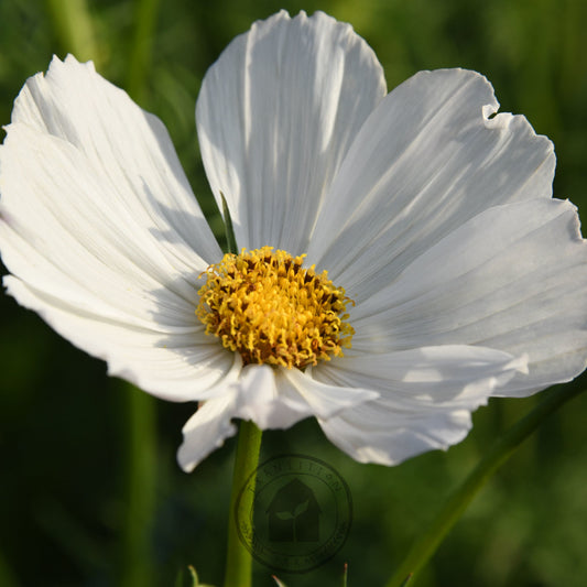 Cosmos 'Afternoon White'