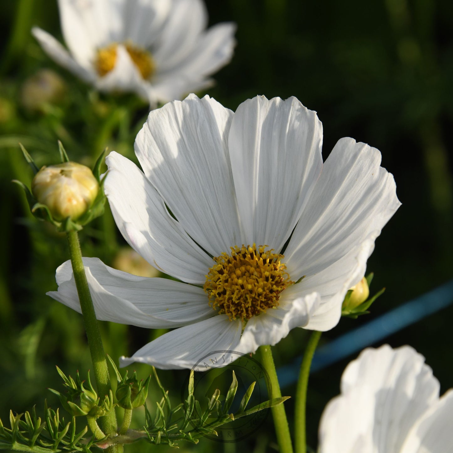 Cosmos 'Afternoon White'