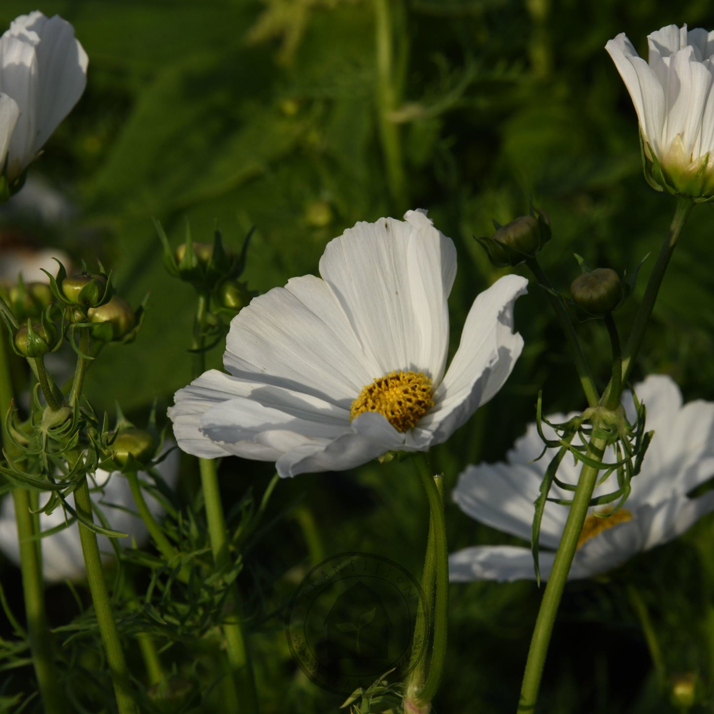 Cosmos 'Afternoon White'