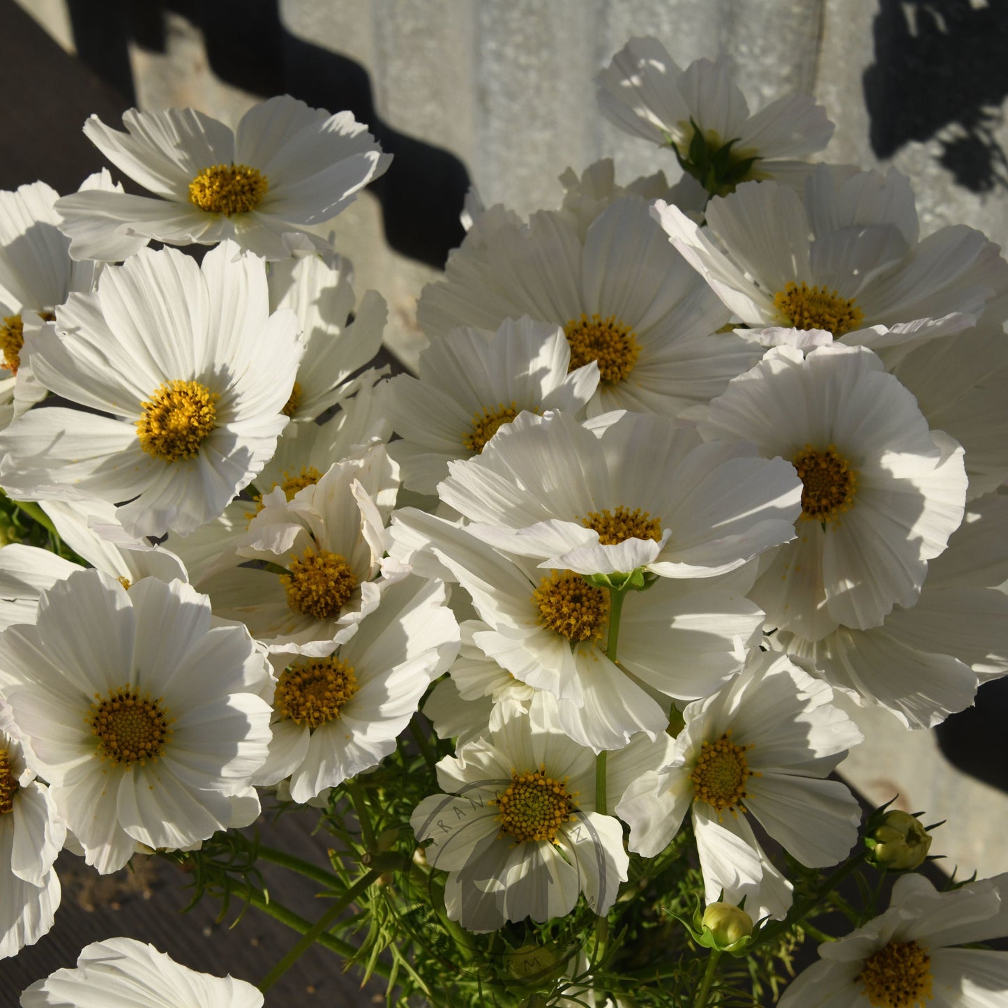 Cosmos 'Afternoon White'