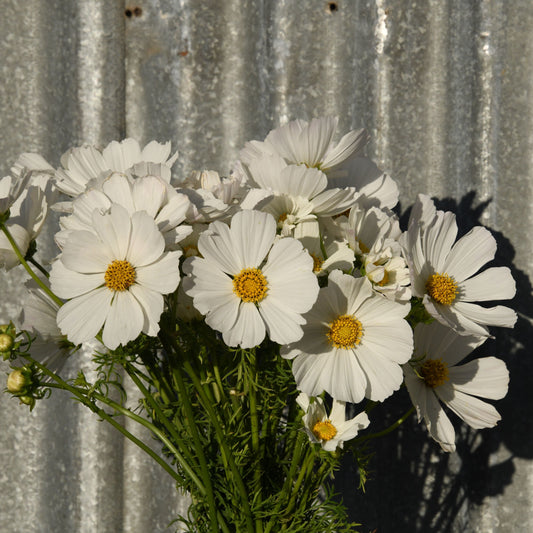 Cosmos 'Afternoon White'