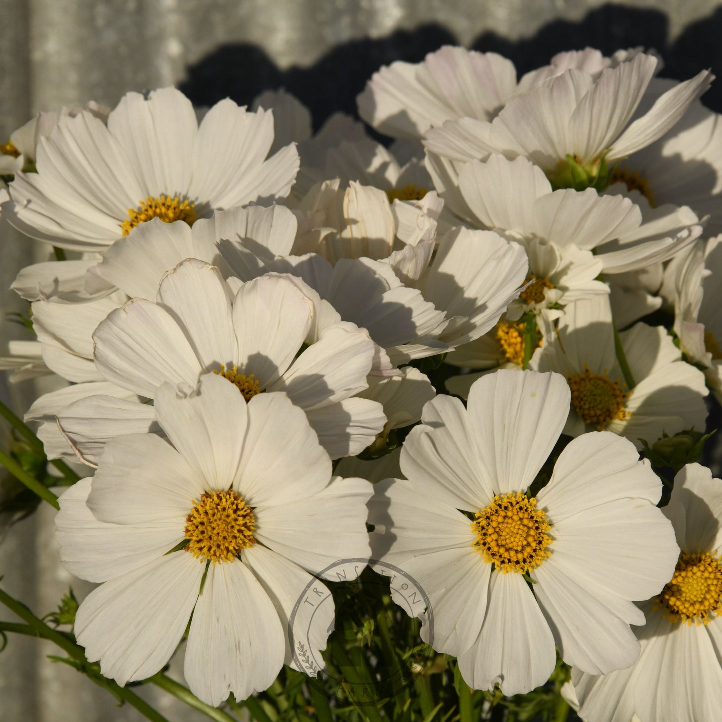 Cosmos 'Afternoon White'