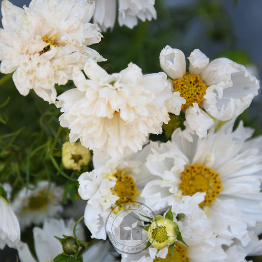 Close-up of white flowers with yellow centers against a blurred natural background