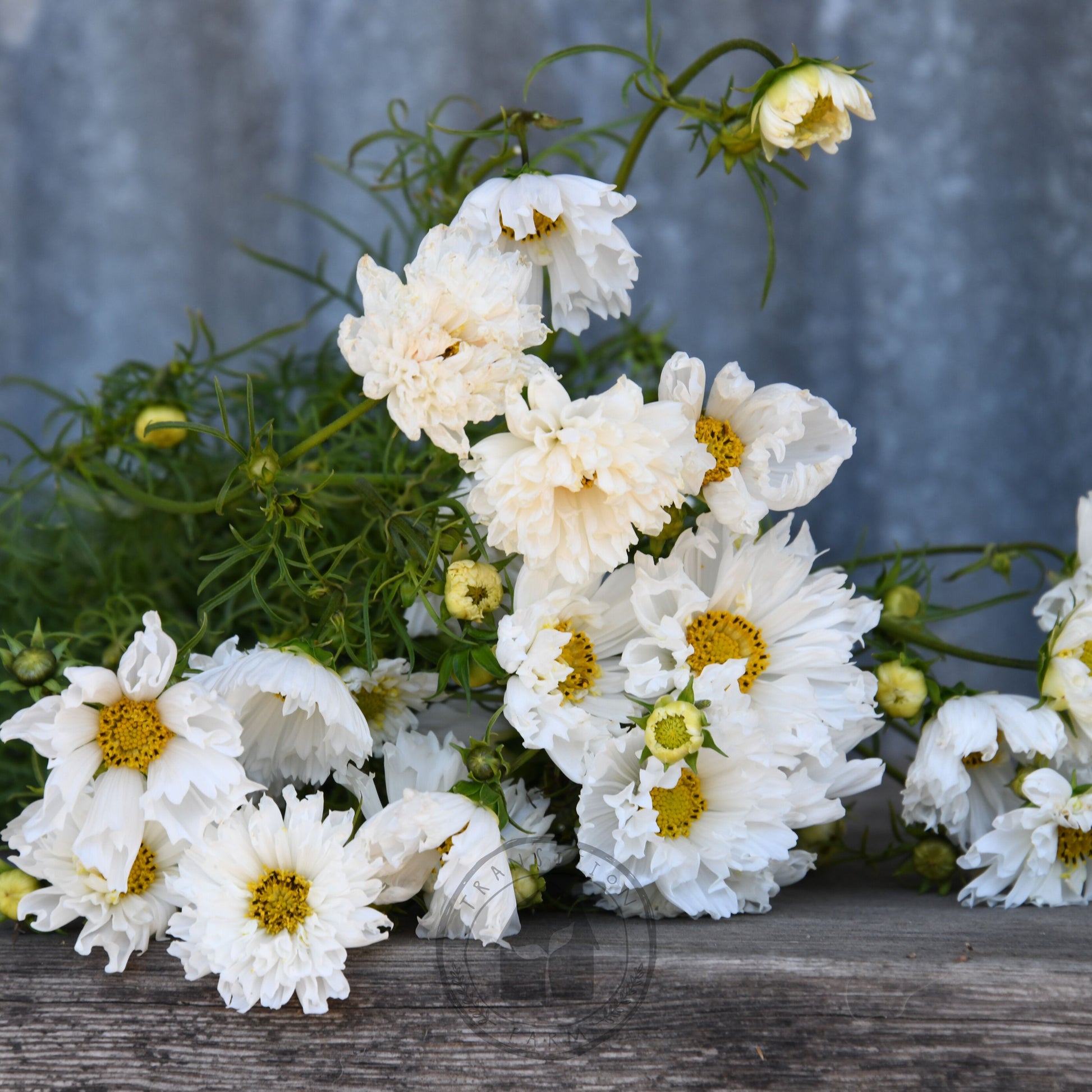 Bouquet of white flowers with yellow centers on a wooden surface against a gray background