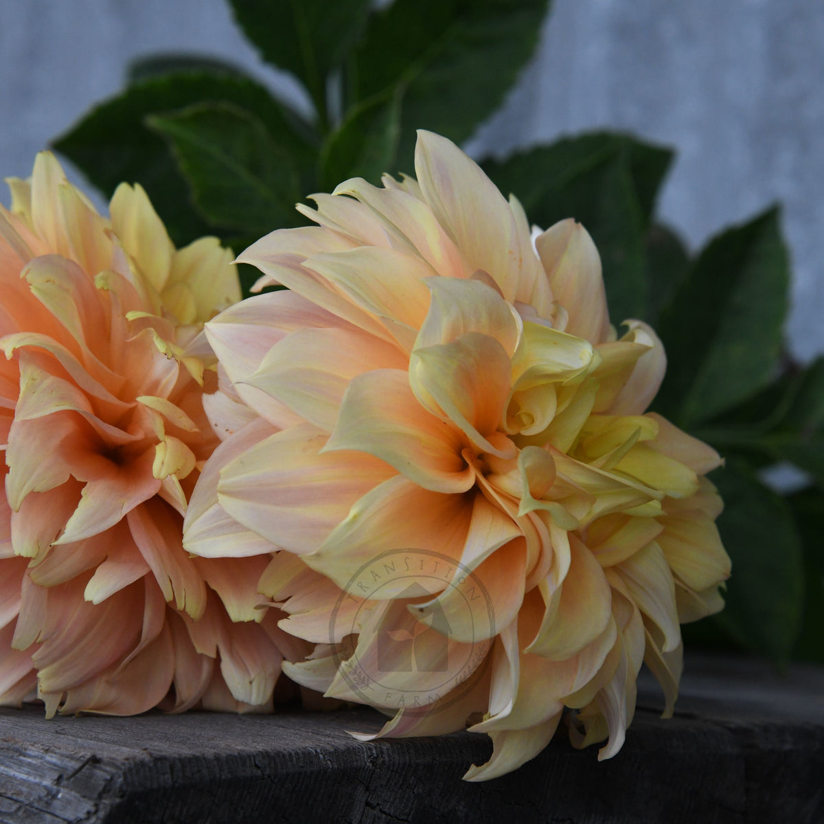 Dahlia 'Alden Rocket'