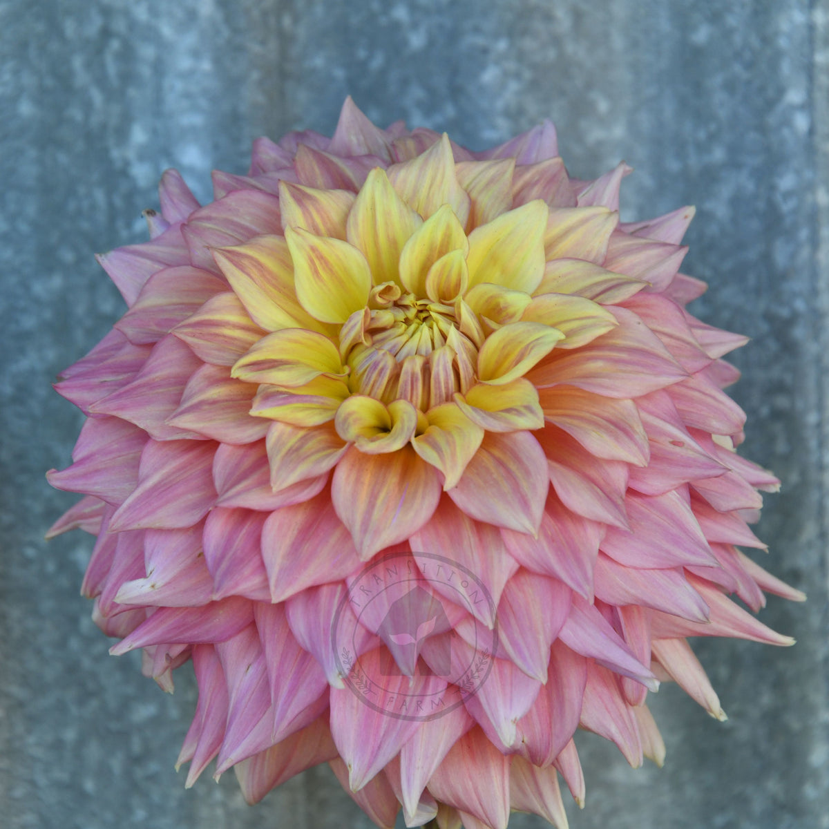 Dahlia 'Alden Rocket'