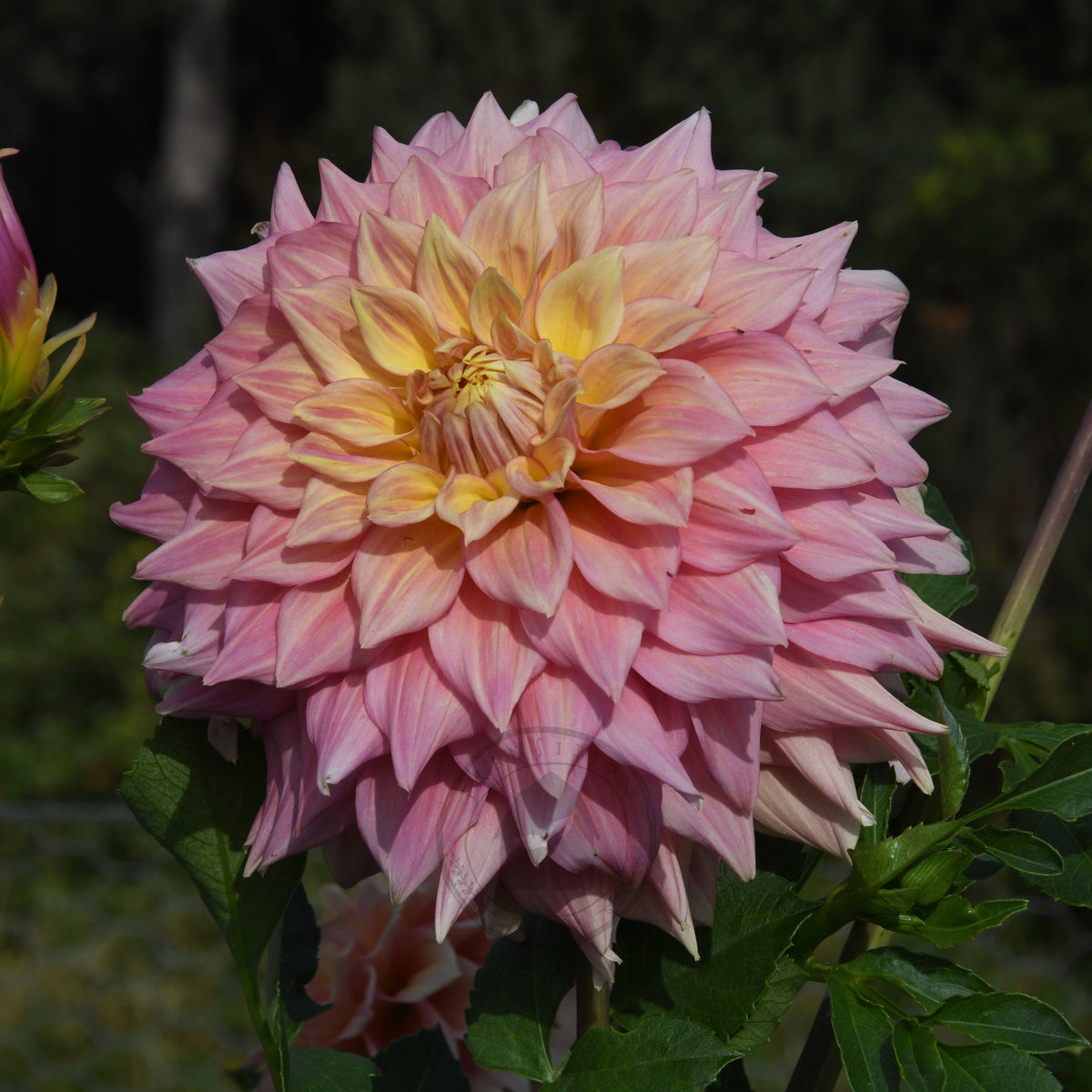 Dahlia 'Alden Rocket'