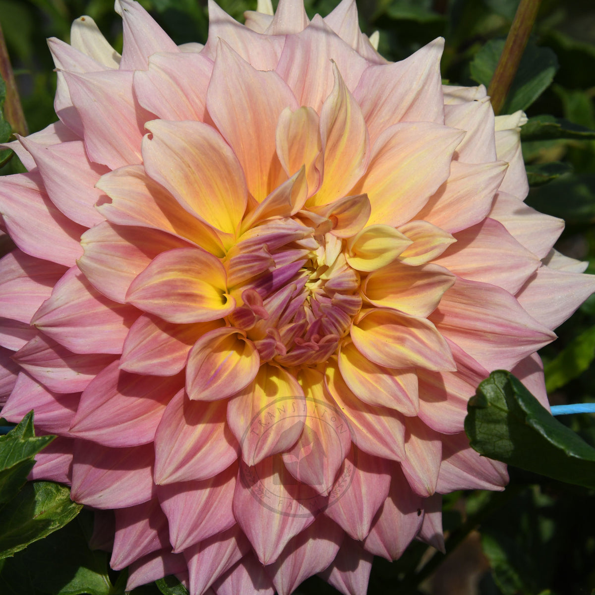Dahlia 'Alden Rocket'