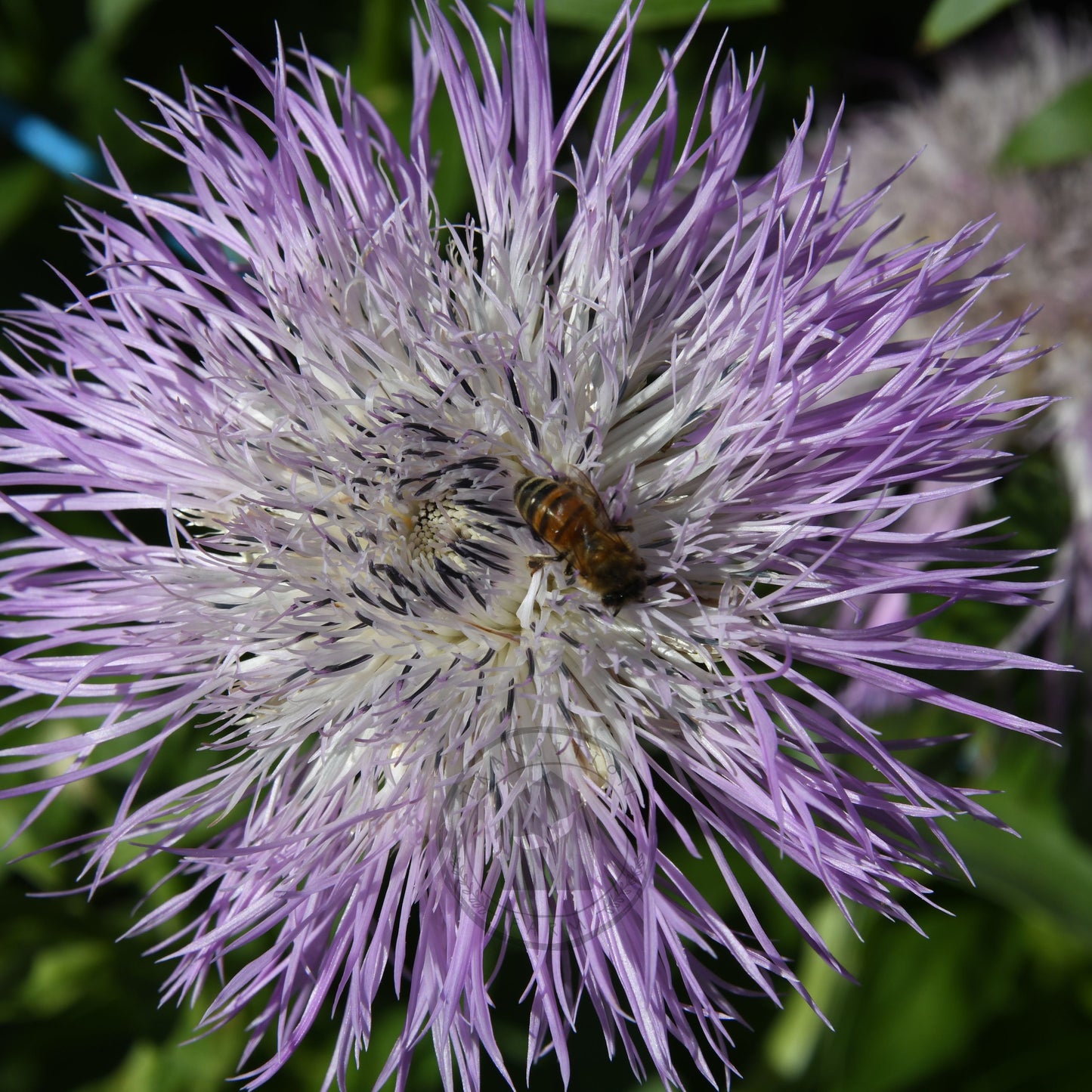 Centaurea 'Aloha Rosa'