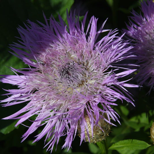 Centaurea 'Aloha Rosa'