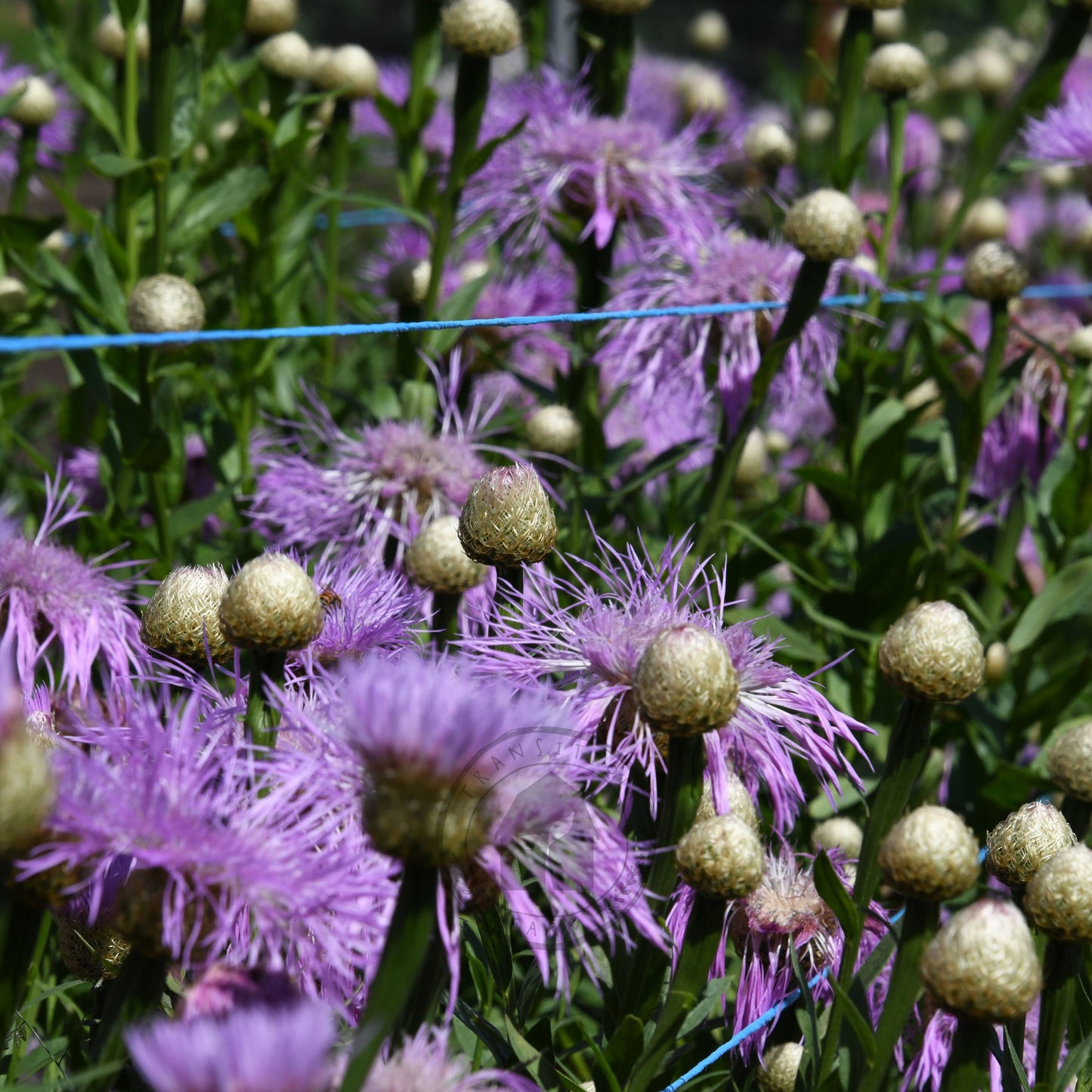 Centaurea 'Aloha Rosa'