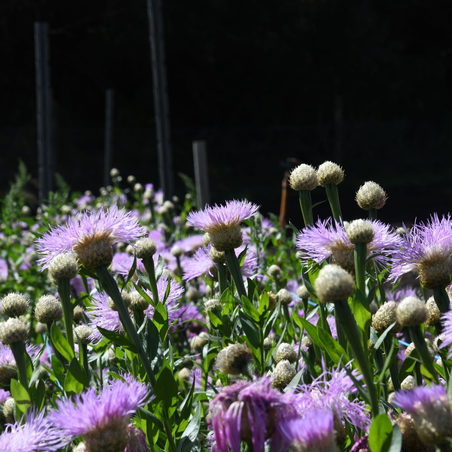 Centaurea 'Aloha Rosa'