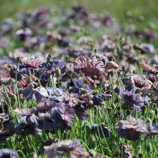 Field of purple flowers with a blurred green background
